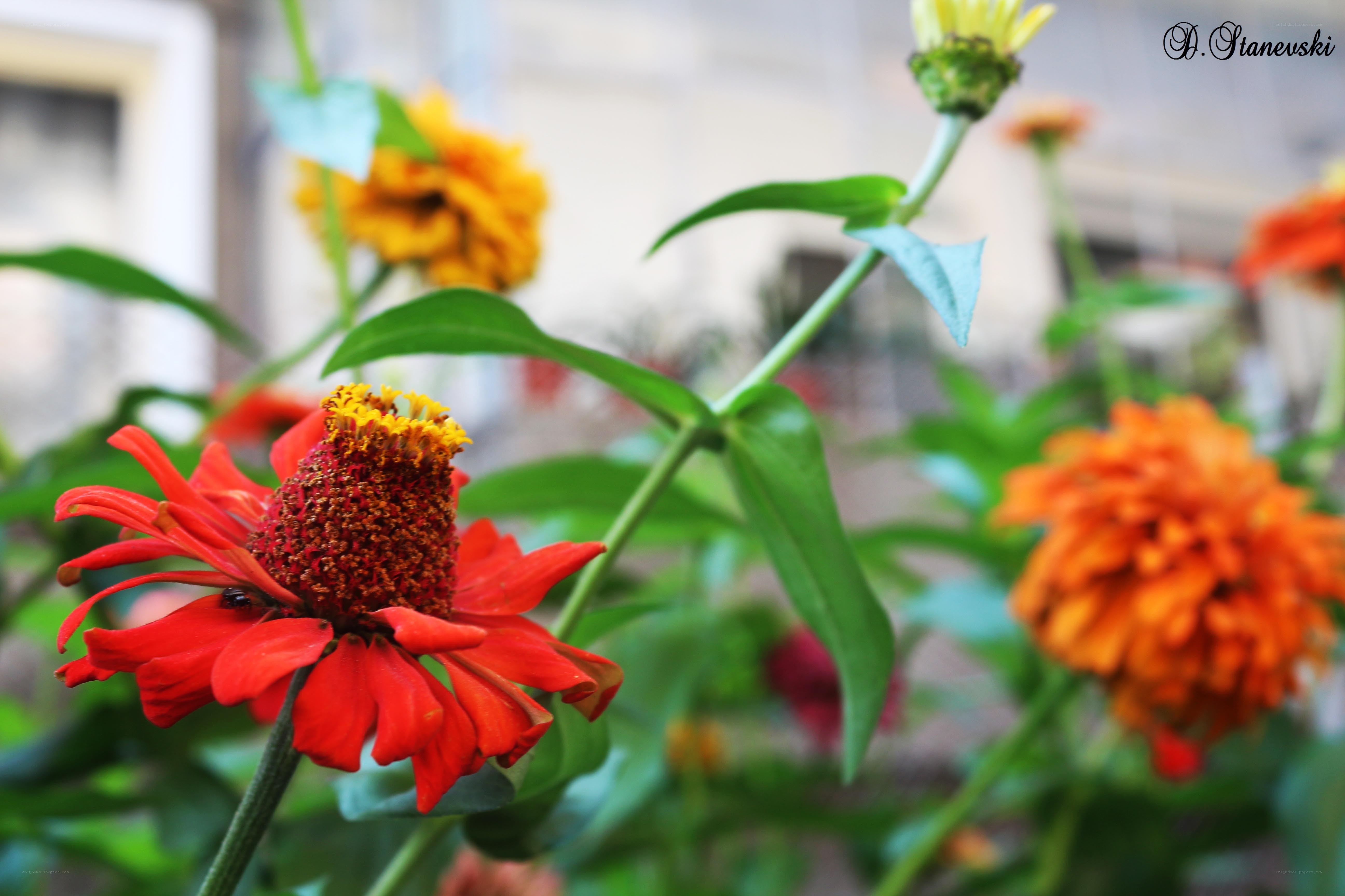 vibrant zinnia flowers in bloom