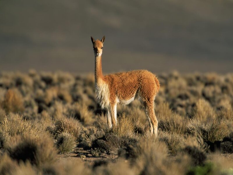 Vicuña in Grassland