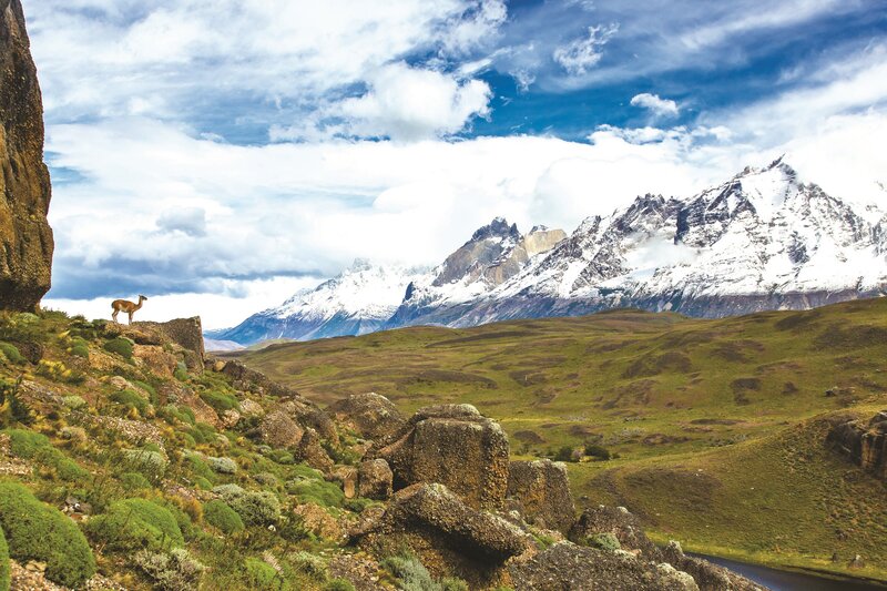 Vicuña on a Mountain