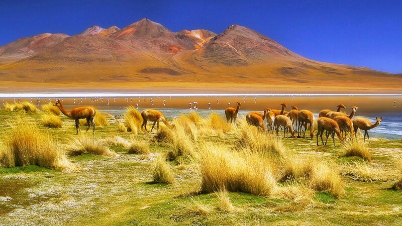 Vicuñas Grazing Near Lake