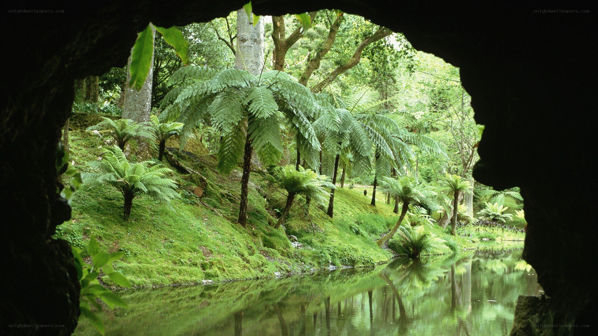 View from a cave into a lush garden