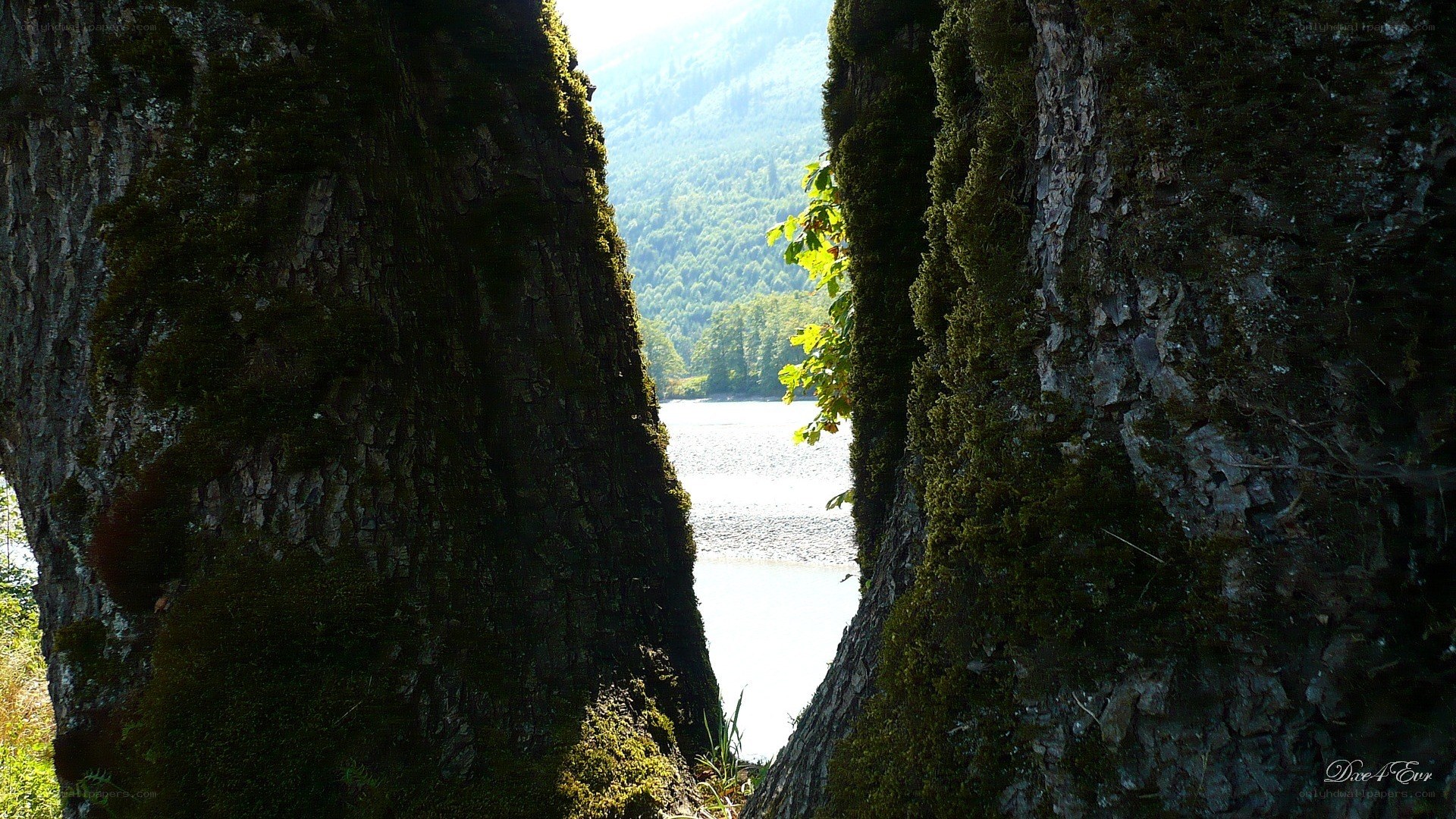 View of lake through trees