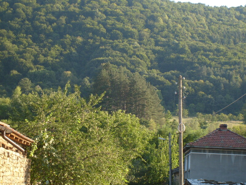 Village Houses and Forest