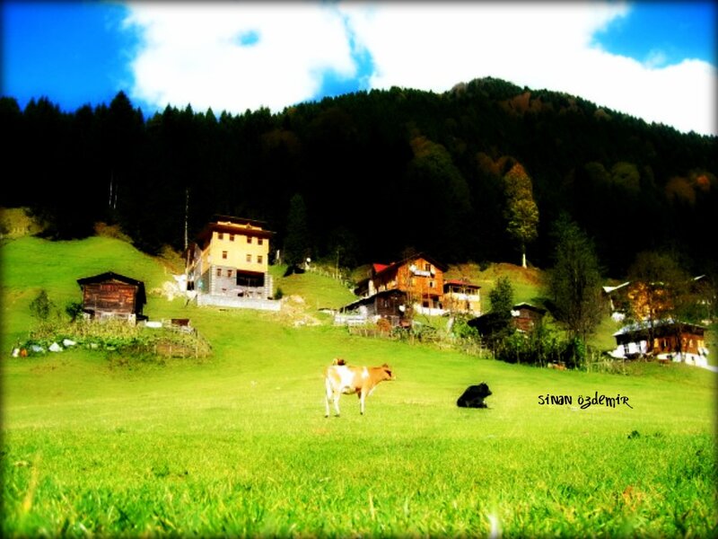 Village in a green valley
