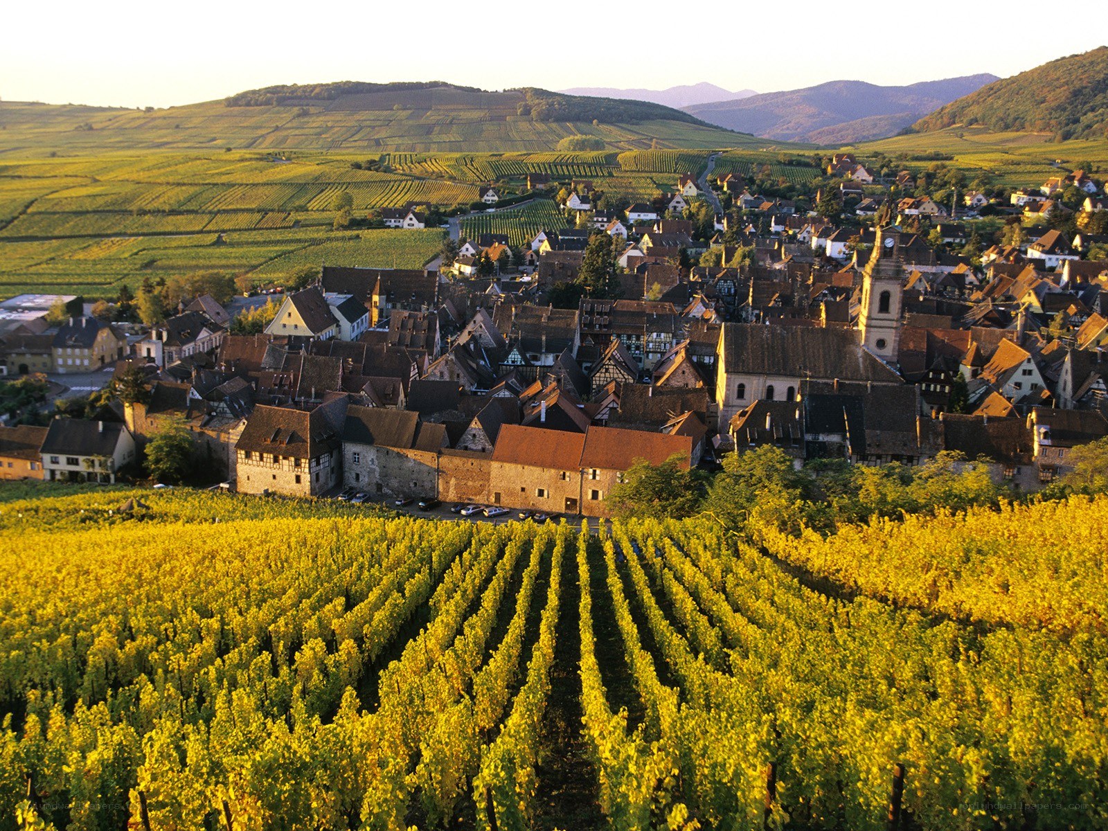 Village in a vineyard landscape