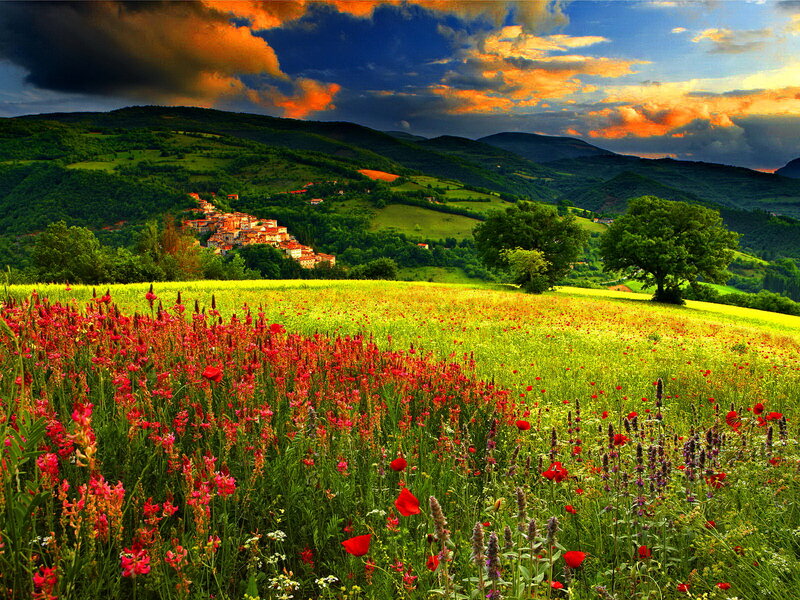 Village in Flower Field