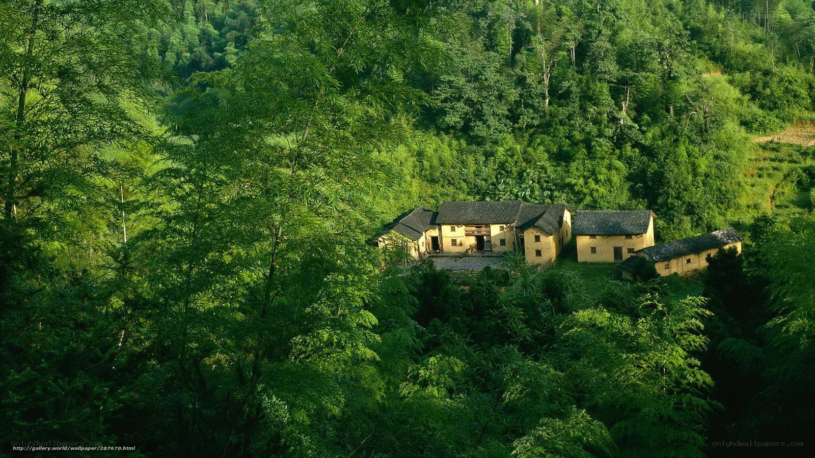 village in lush green forest