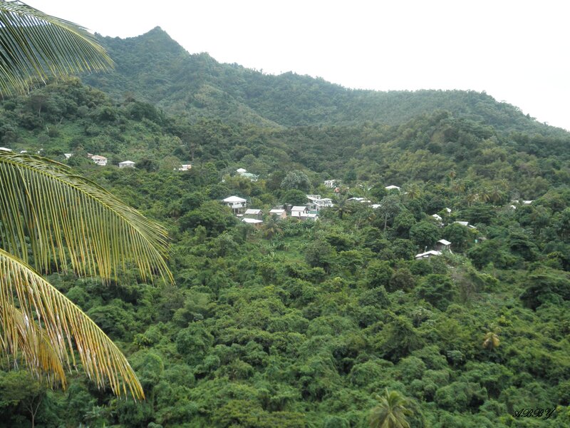 Village in Tropical Forest
