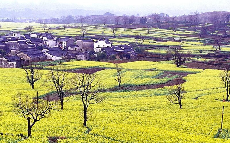 Village in Yellow Fields