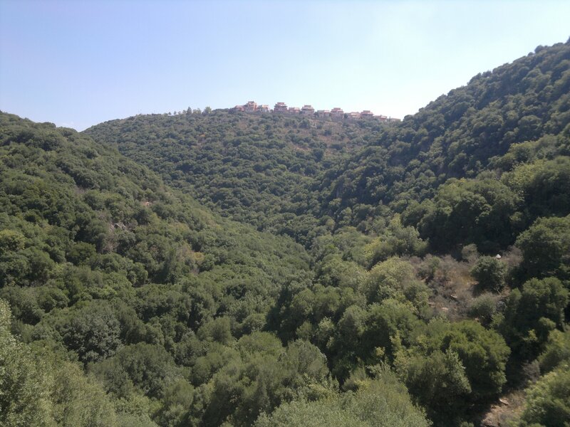 village on a forested hill