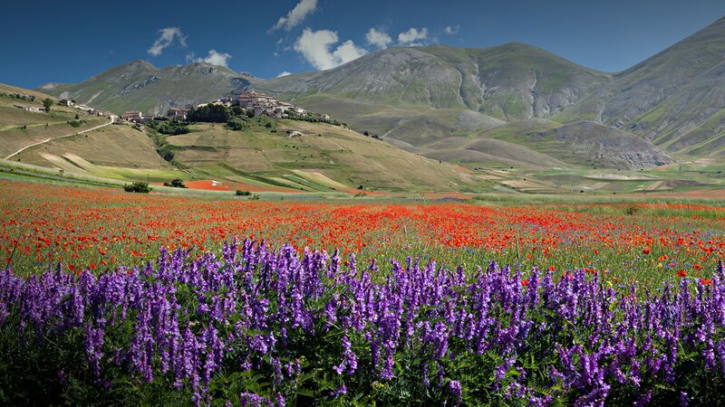 Village on Hillside — Purple