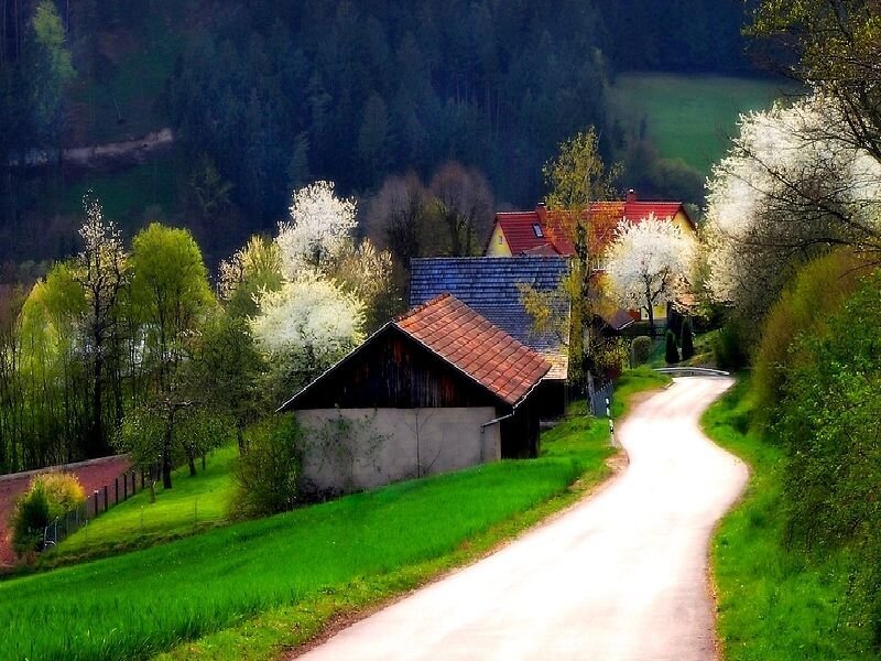 Village road in spring