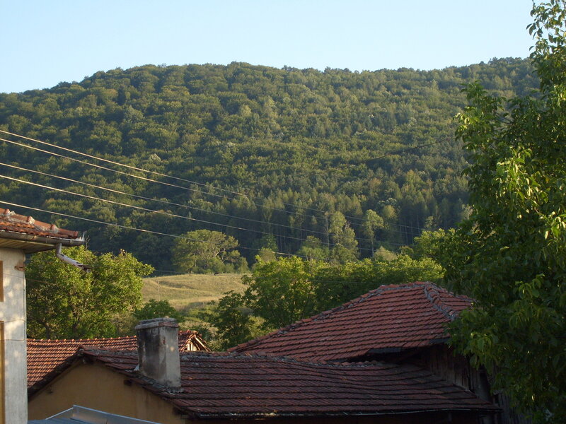 Village Rooftops and Forest