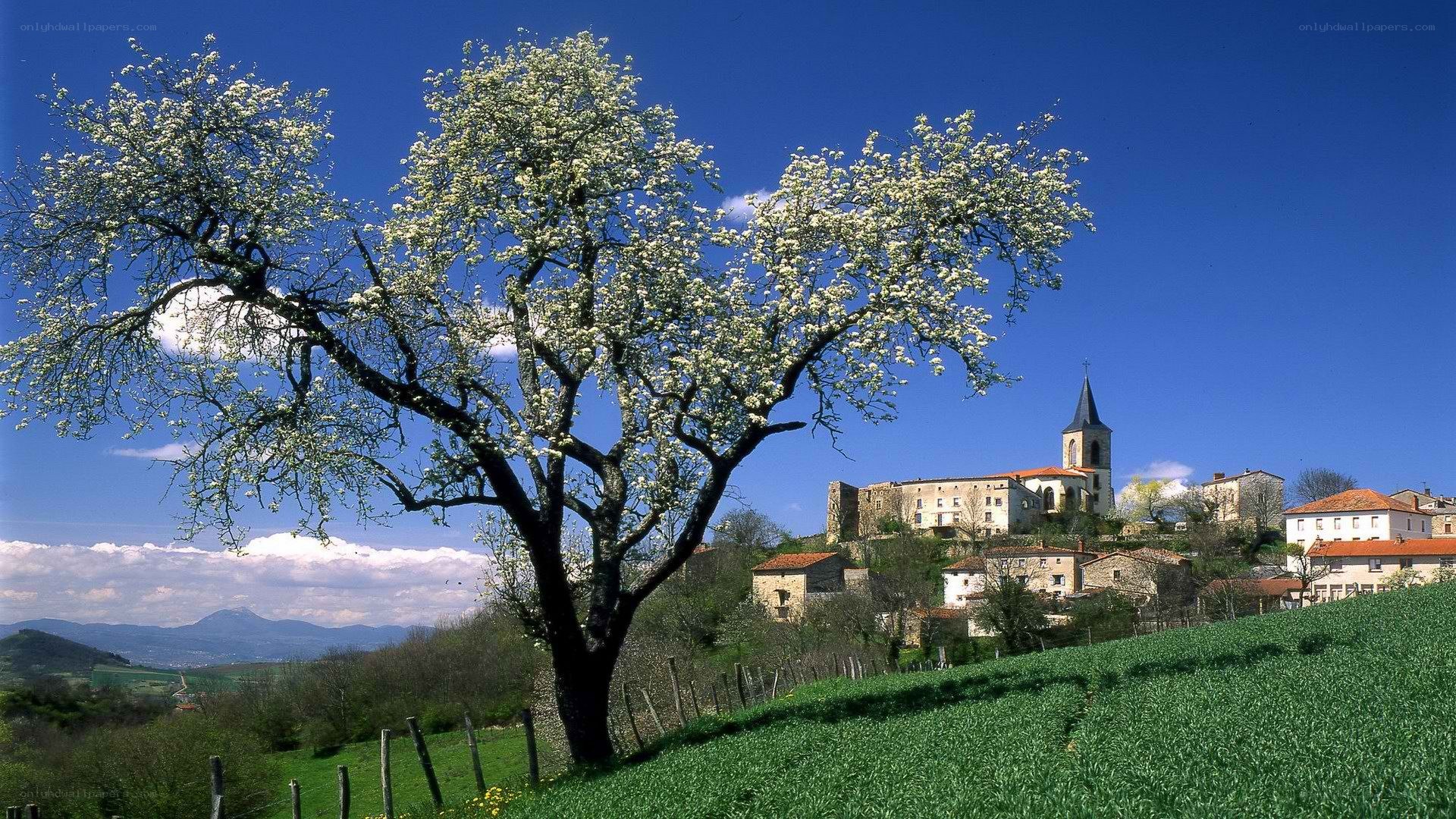 Village with blooming tree
