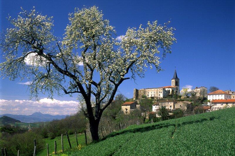 Village with blooming tree