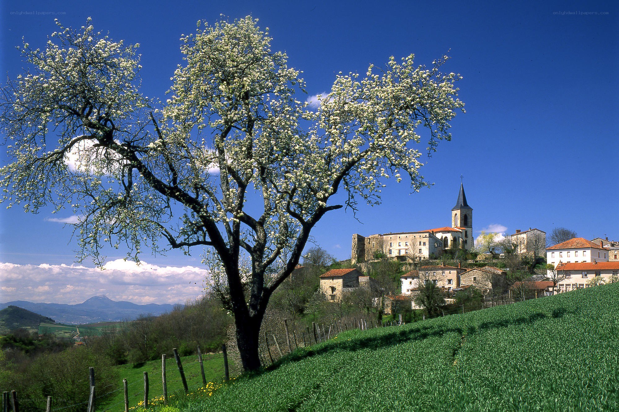 Village with blooming tree