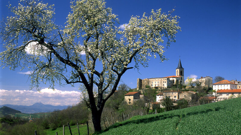 Village with blooming tree