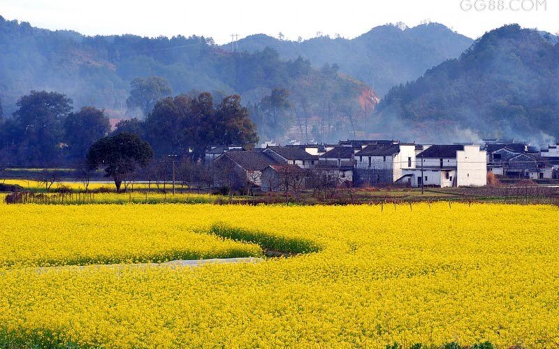 Village with Rapeseed Fields