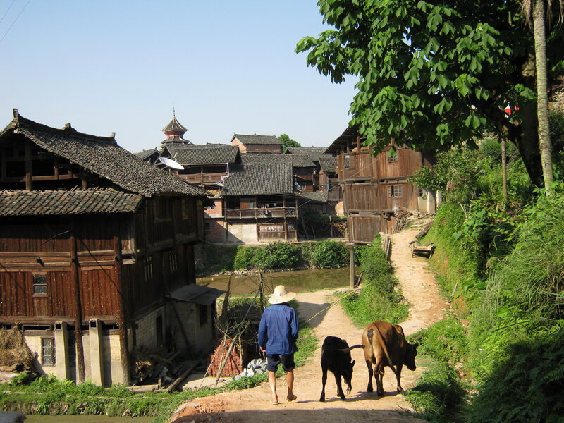 Villager walking with cattle