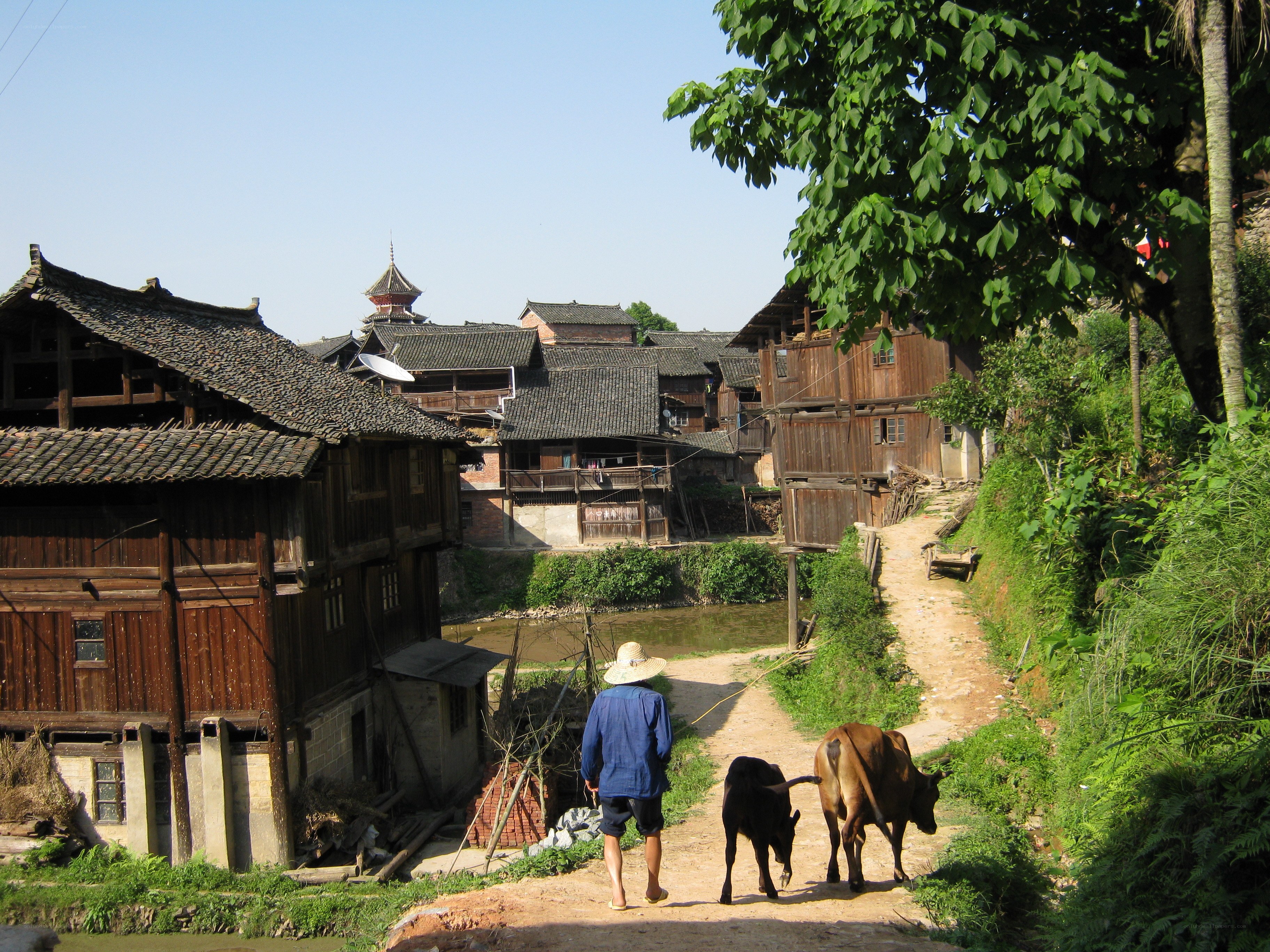 Villager walking with cattle