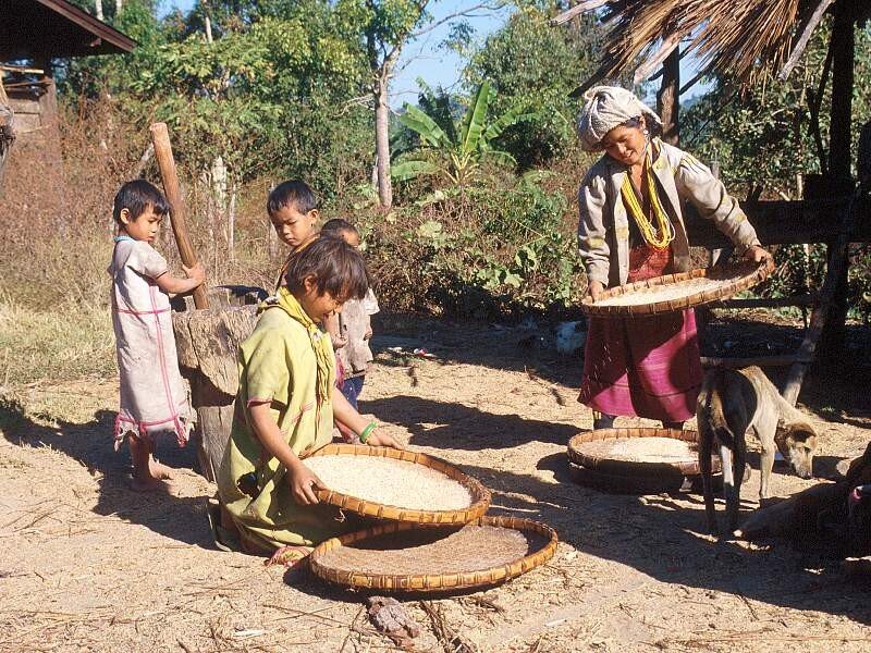 Villagers winnowing rice