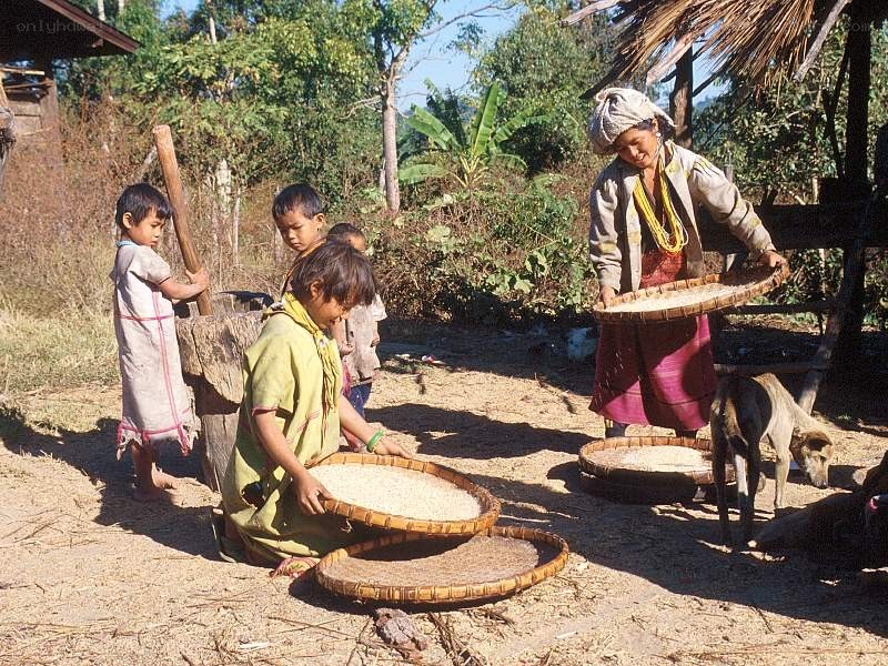 Villagers winnowing rice