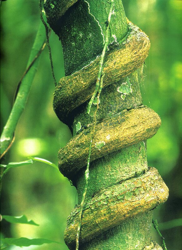 Vine缠绕树干
