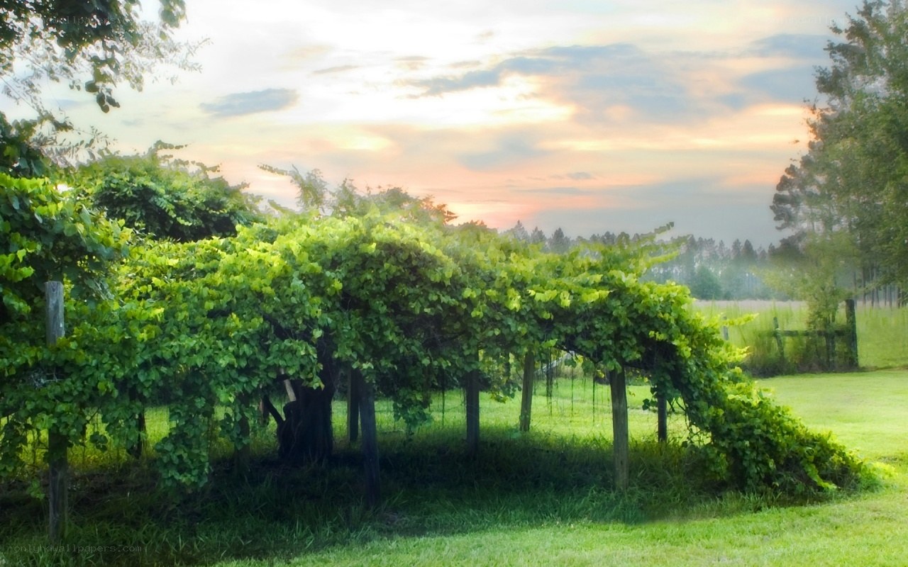 Vine arbor at sunset