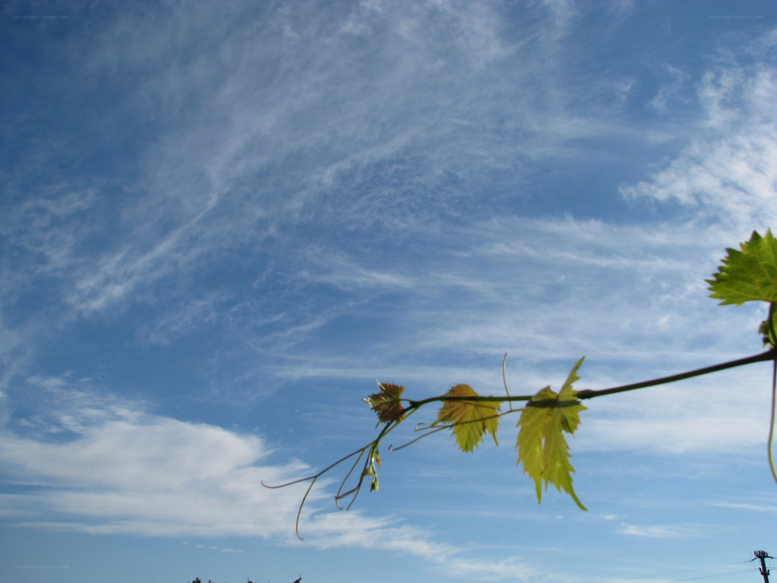 Vine branch against blue sky