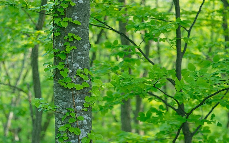 Vine climbing a tree in forest
