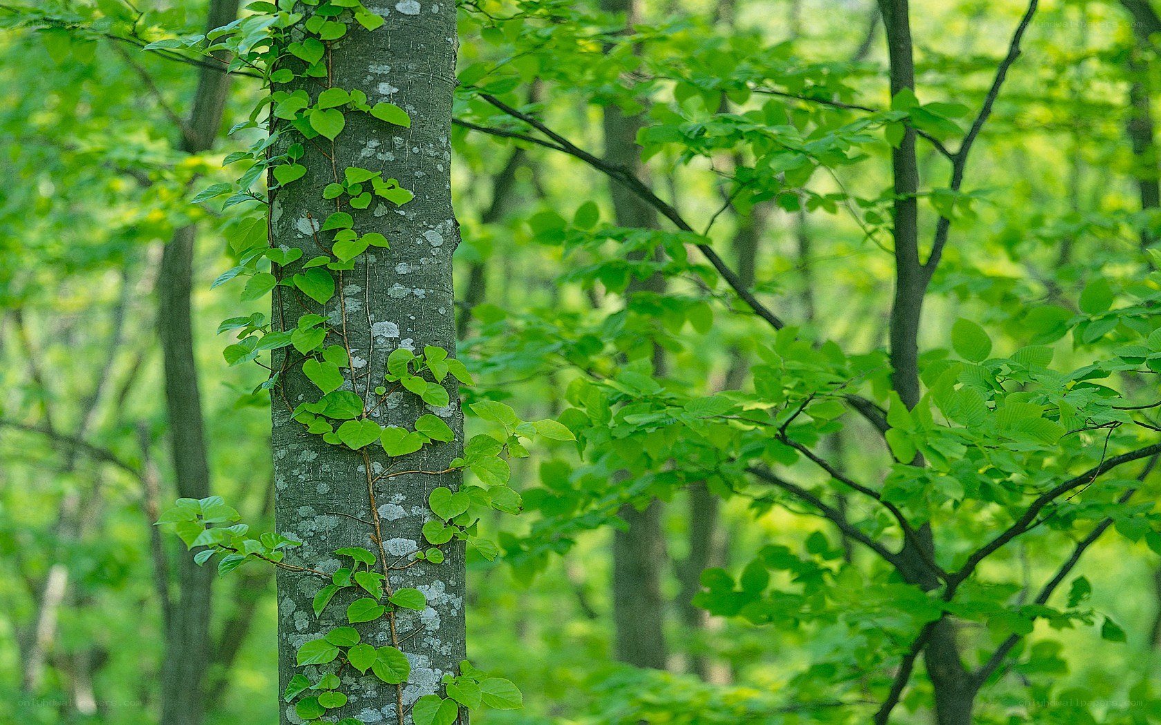 Vine climbing a tree in forest