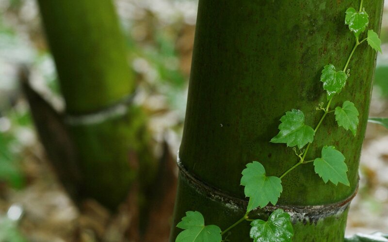 vine climbing bamboo stalk