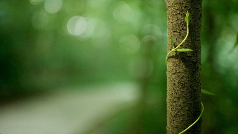 Vine Climbing Tree Trunk — Green, Serene