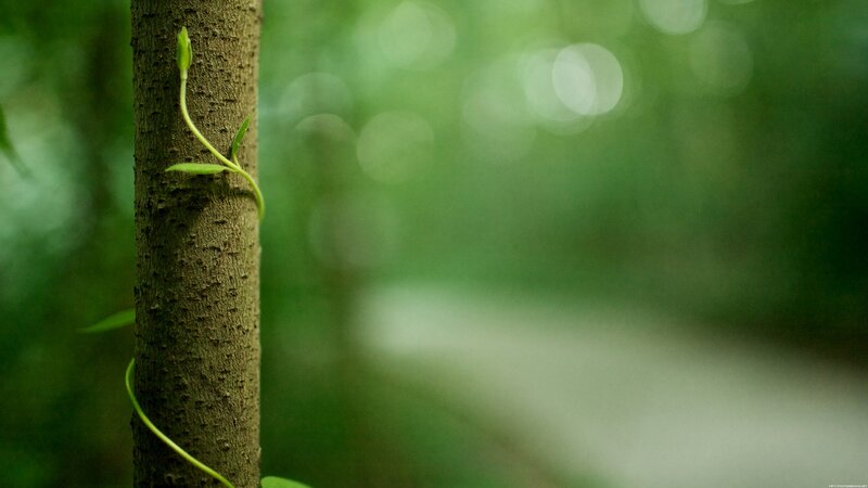 Vine Climbing Tree Trunk — Green