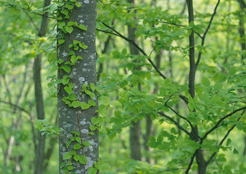 Vine Climbing Tree Trunk