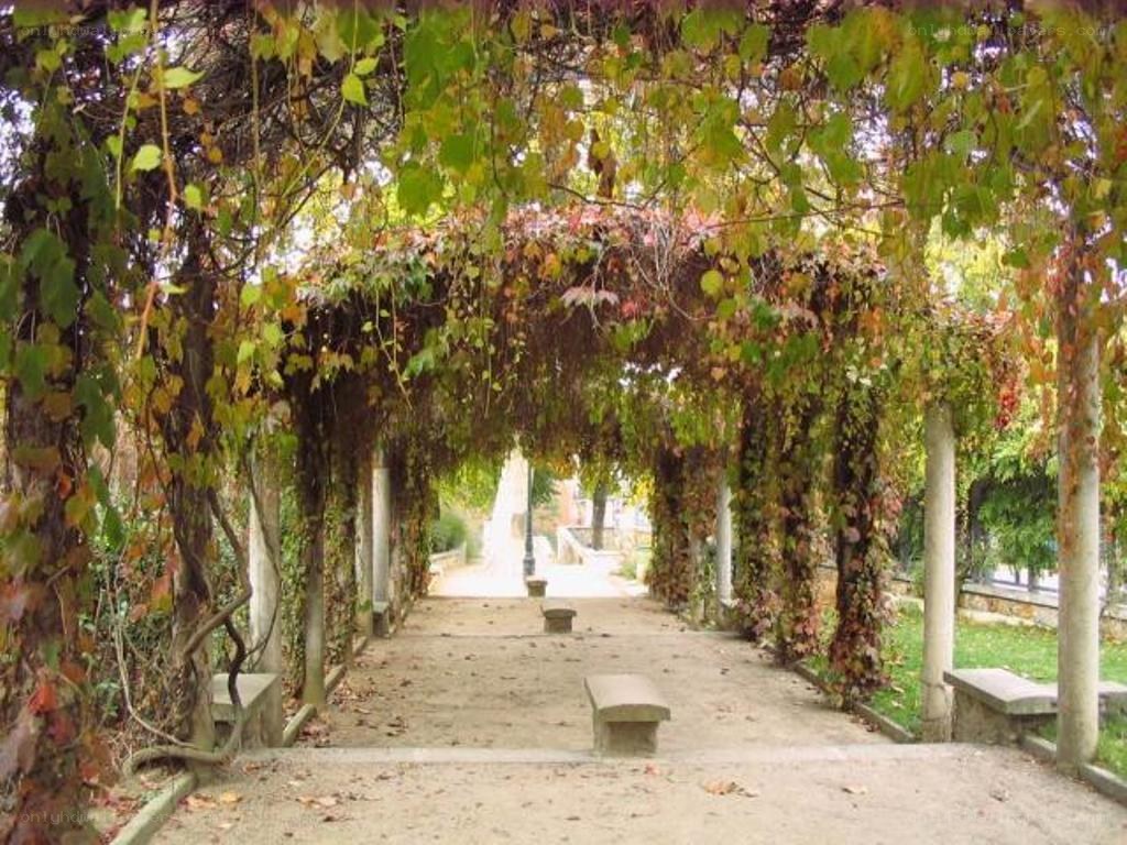 Vine-covered arbor in a park
