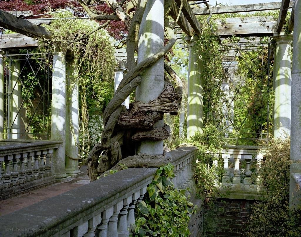 Vine-covered garden pergola