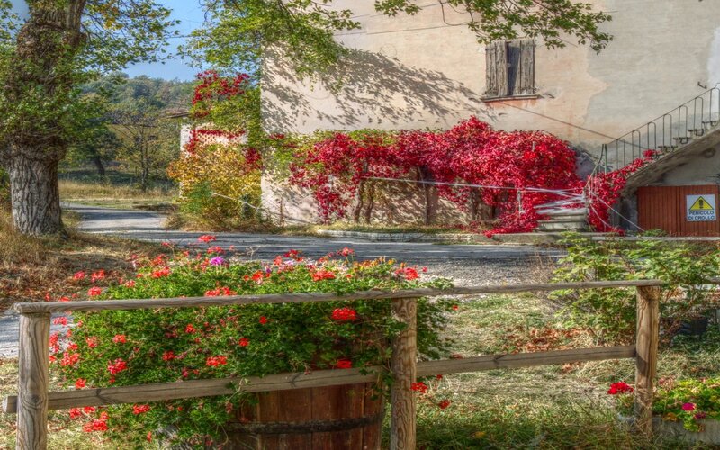 Vine-covered house in autumn