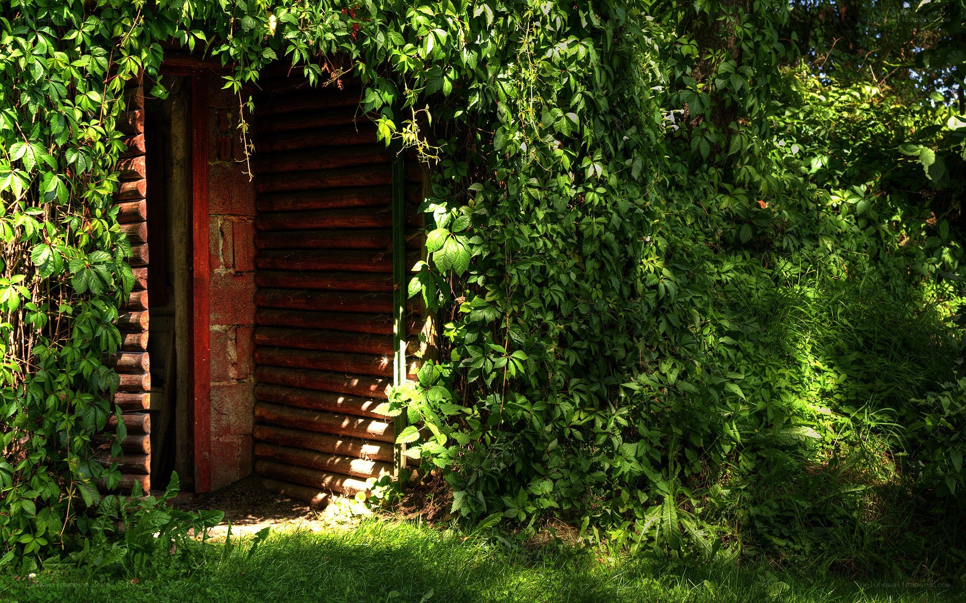 Vine-covered log cabin