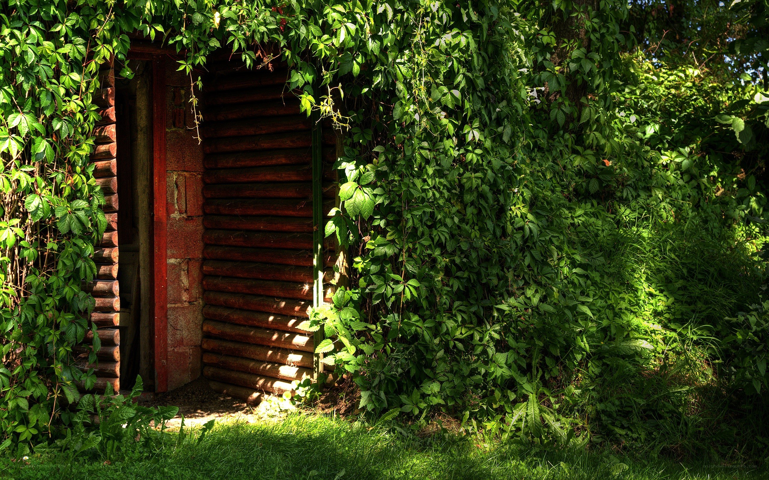 Vine-covered log cabin entrance