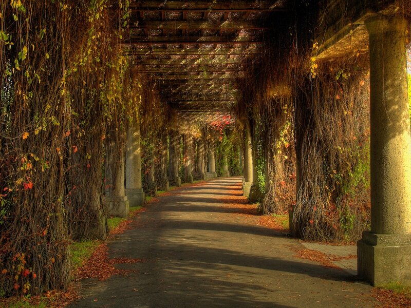 Vine-covered Pergola Path