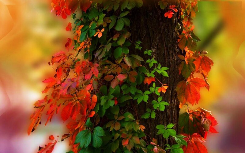 Vine-covered Tree Trunk