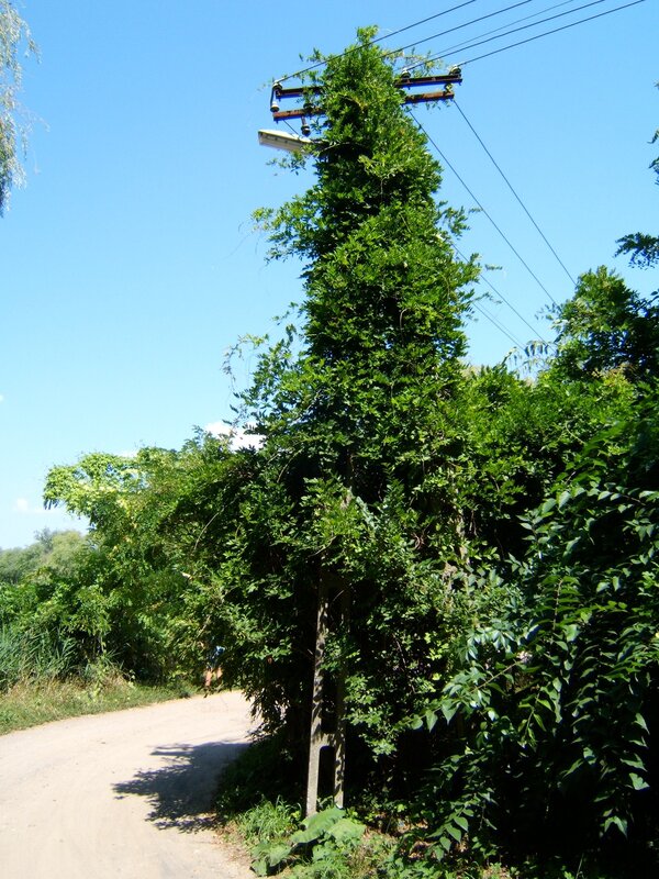 Vine-covered utility pole