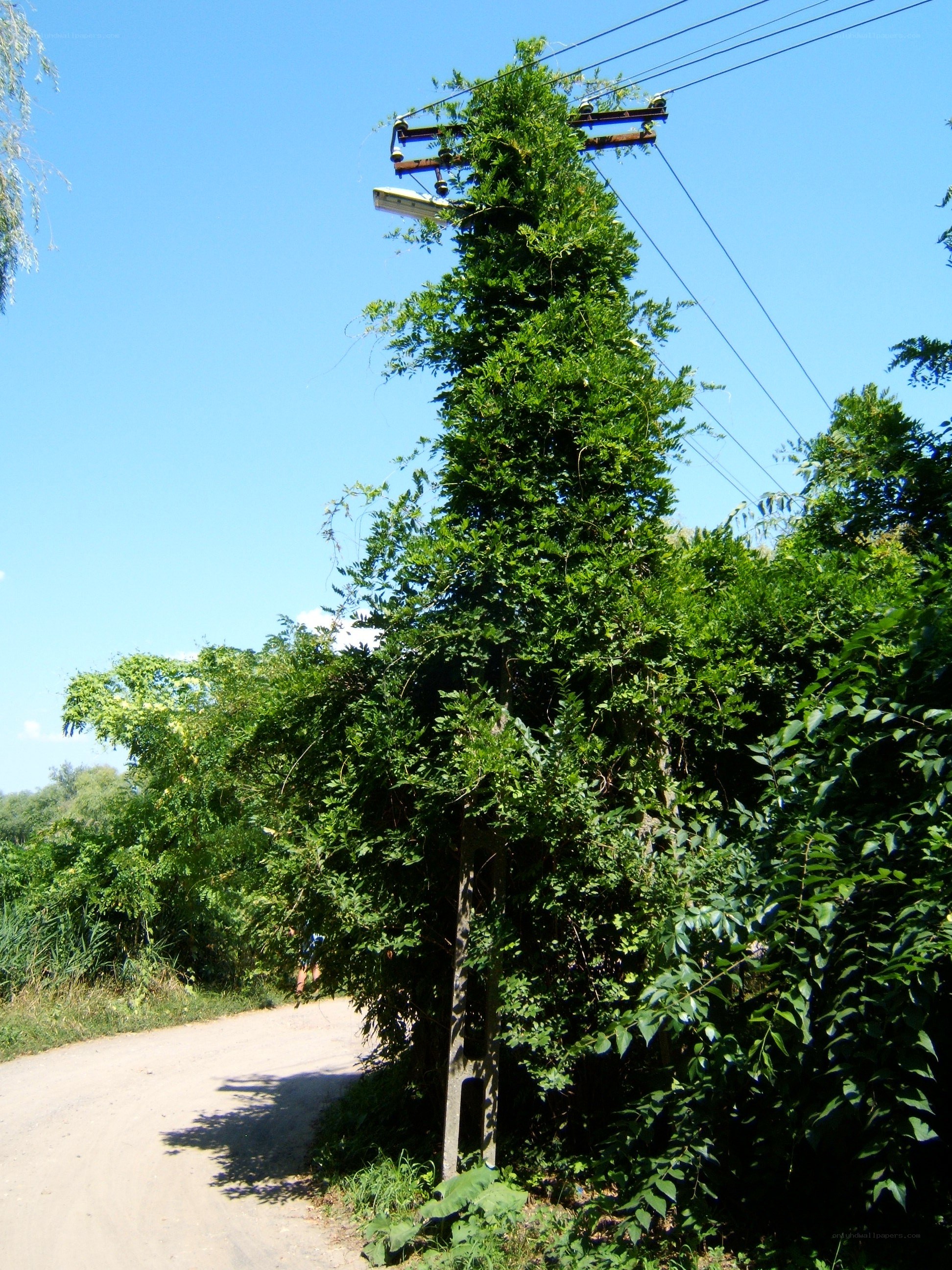 Vine-covered utility pole