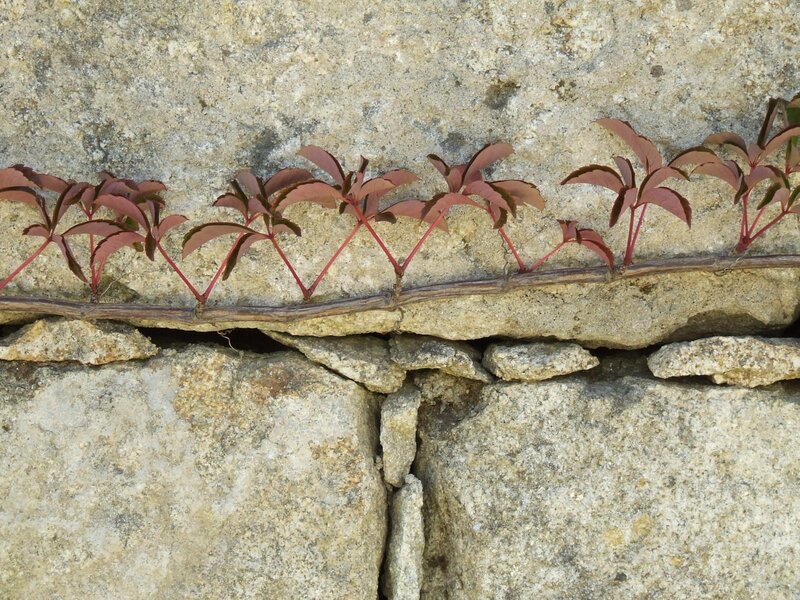 Vine growing on stone wall