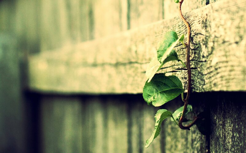 Vine Growing on Wood — Green, Calm