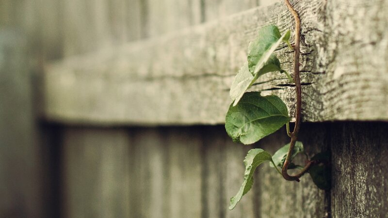 Vine Growing on Wood — Green