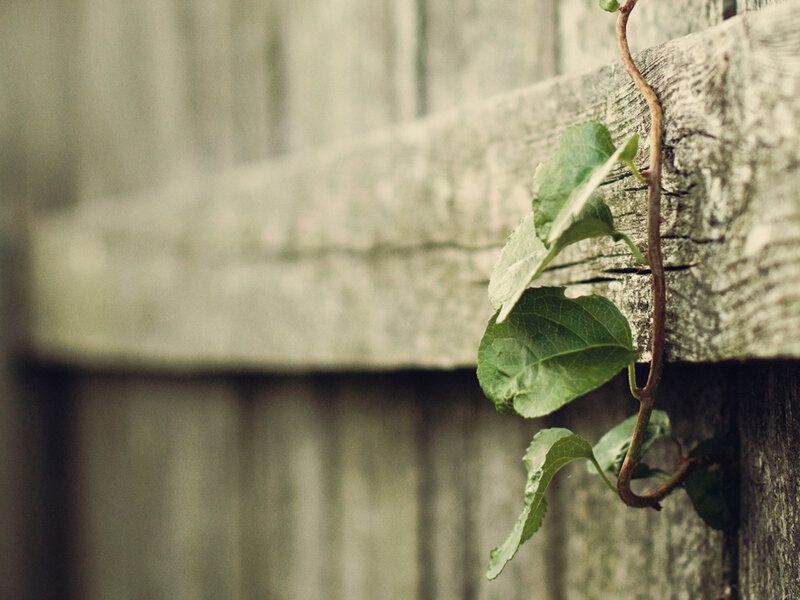 Vine Growing on Wood