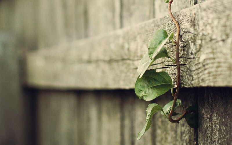 vine growing on wooden fence