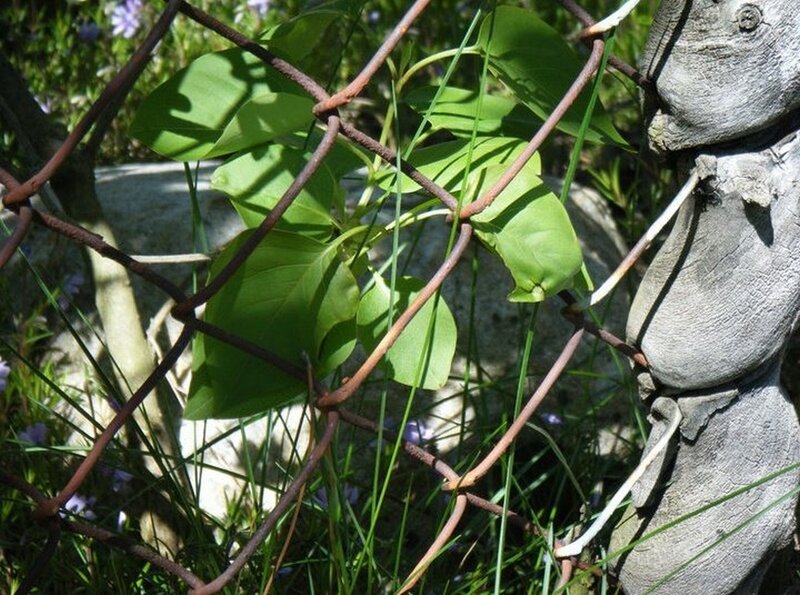 vine growing through chain-link fence